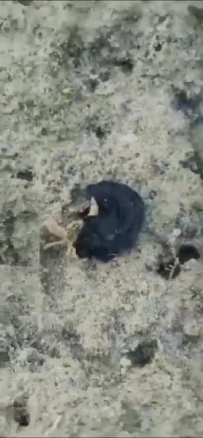 VENOM EN VERACRUZ 😱😱