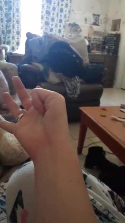 An extra knuckle in the thumb (credit u/Colorblindcrayons)