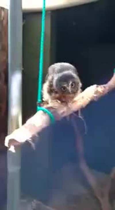 Ninox novaeseelandiae is a superb owl