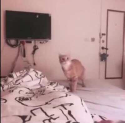 Cat YEETS dead fish at owner