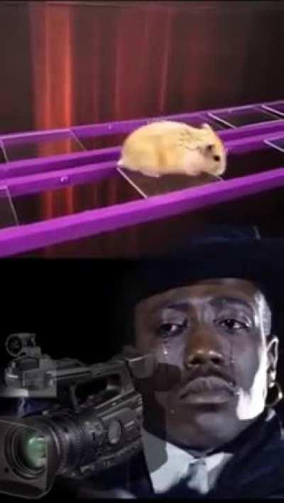 Poor hamster :c
