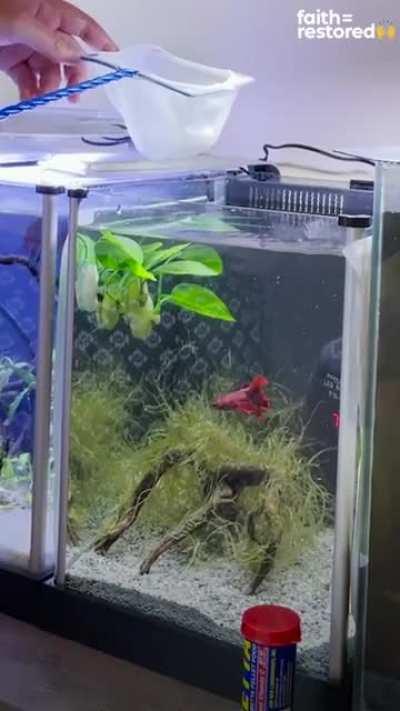 Little fish who wouldn't eat or swim was completely transformed