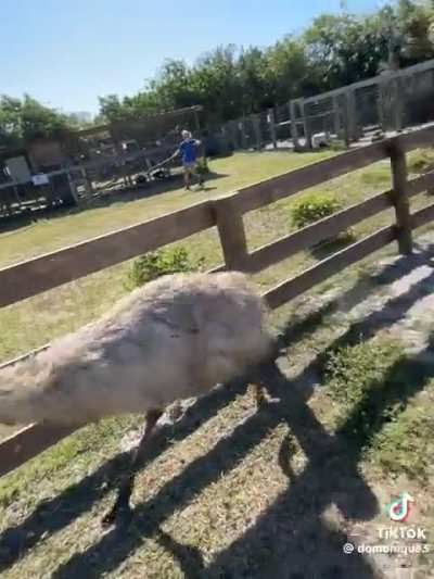 A petting zoo trip isn’t complete without some mild childhood trauma