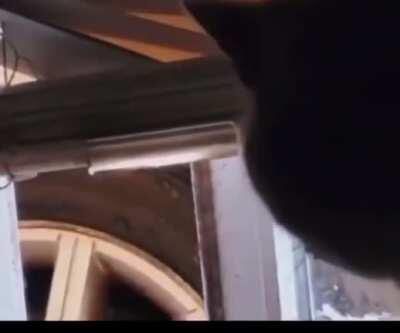 DFV (The roaring kitty) just tweeted. Stop hiding and fight in the open!