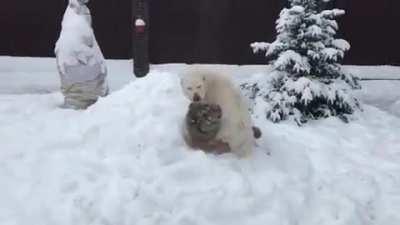 Young big boye duels with a pup