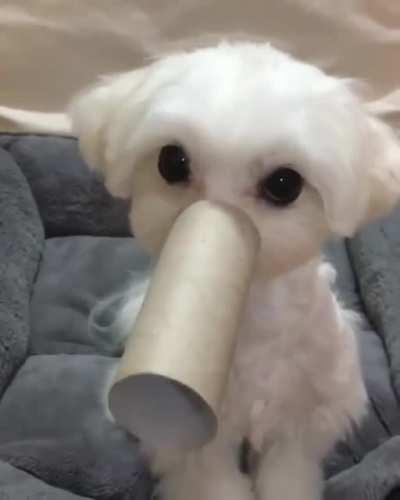 I guess I'm an elephant now