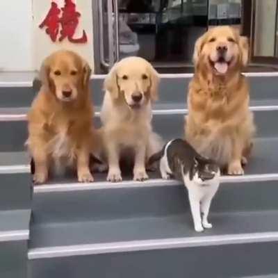 Doggos really wanted the cat to be in the photo