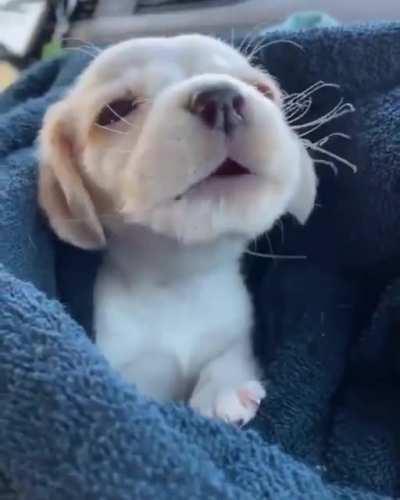 Немного милоты