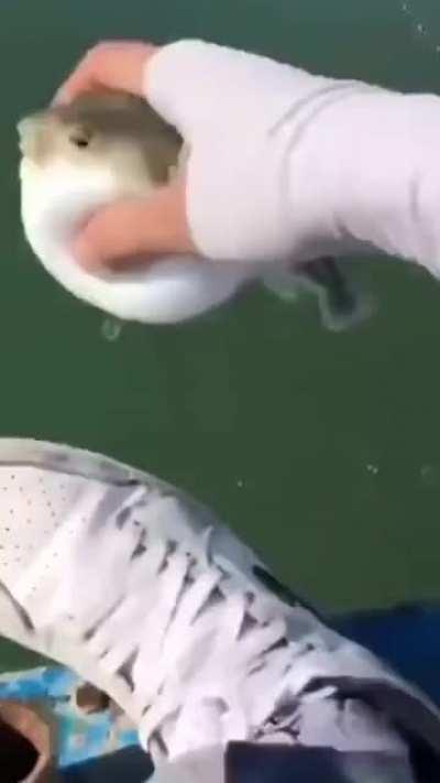 Using a fish as a shoe brush