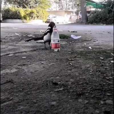 This crow is adding rocks in order to drink the water. Would you have thought to do that?