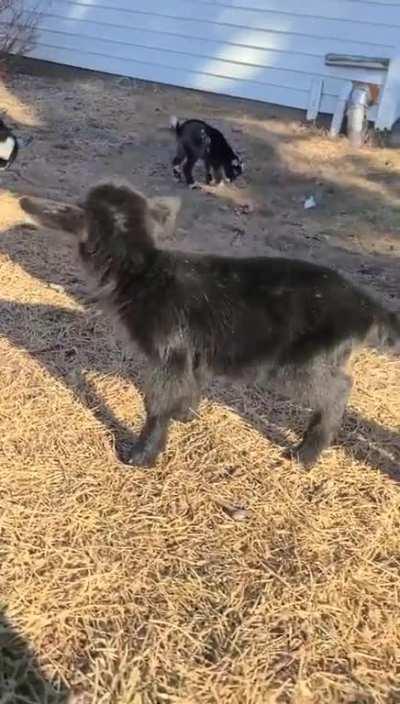 These kids already have bounce & personality