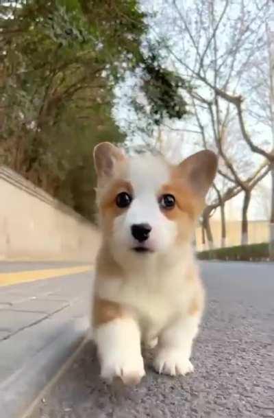 What will happen when Little Koki goes out for the first time?