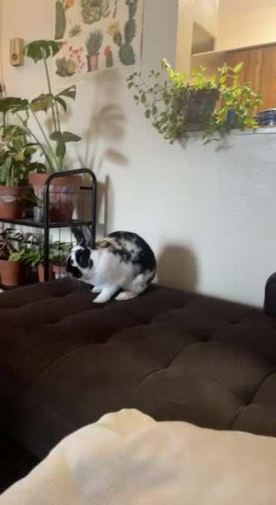 Couch zoomies went a little too hard 🤣