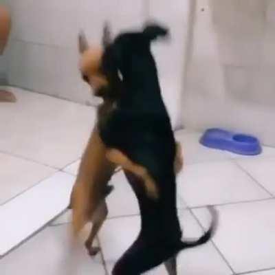 Cabou o domingo 😭