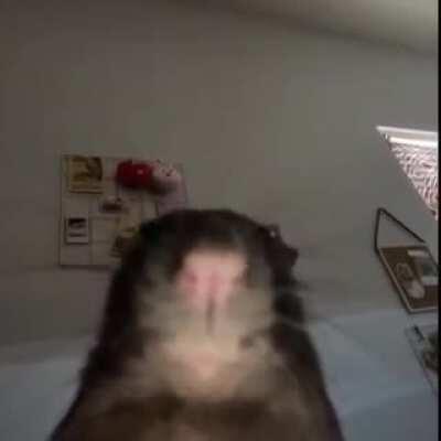 shawty like the melody in my head that i can't keep out, got me singing like narana nana everyday, and my iPod stuck on replay