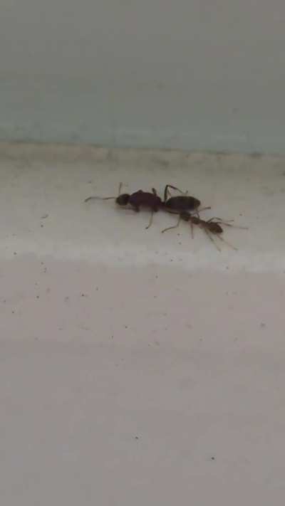 Just saw this in my bathroom, queen or drone? And also whats the worker doing