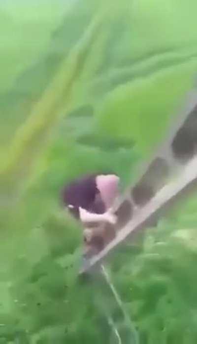 The higher they climb, the harder they fall