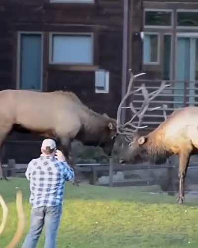 🔥 Two Bull Elks sparring.