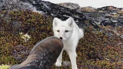 The further adventures of Fubuki in the wild