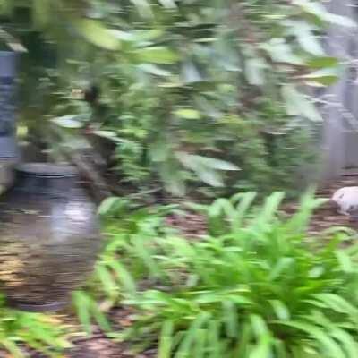 See if you can catch a glimpse of Patrick's zoomies