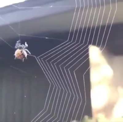 Watching a spider making his web is very calming