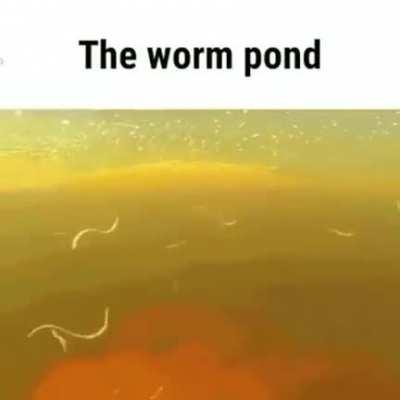 Worm pond