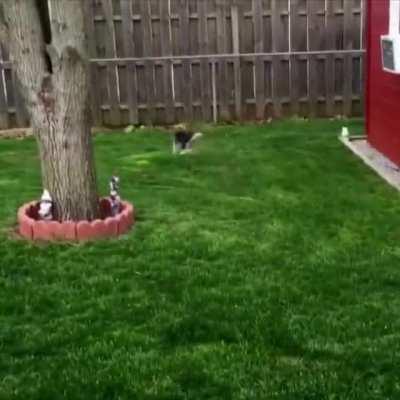 When your dog has spent too much time with the rabbits