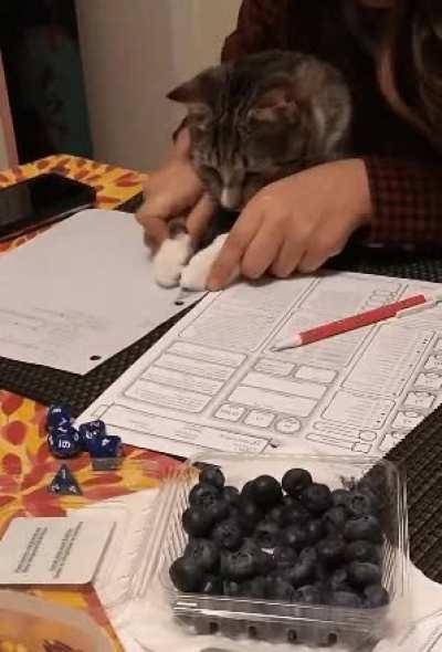 Teaching the tabaxi how to play