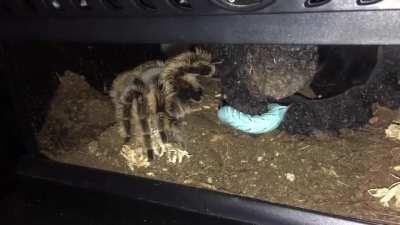 Had to change the food