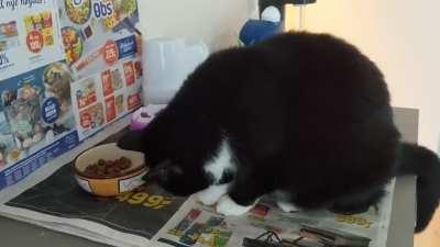 How my cat eats wet food, and the reason I started putting old newspaper