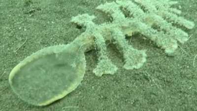 Thanks, I hate the carnivorous nudibranch