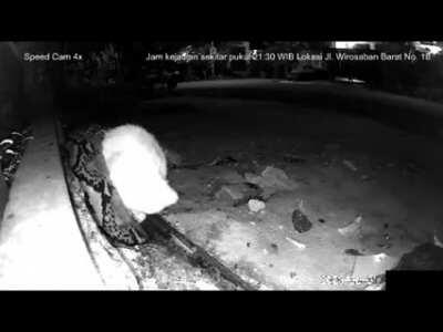 Python drags a cat into a storm drain