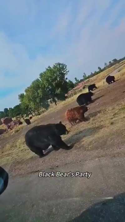 How to approach a bear