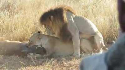 [X-post r/HardcoreNature] Lions mating while killing a Warthog