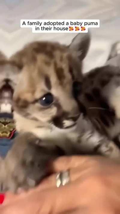 A family adopts a cougar cub after losing its mother
