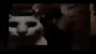 Moldy cat…thing…