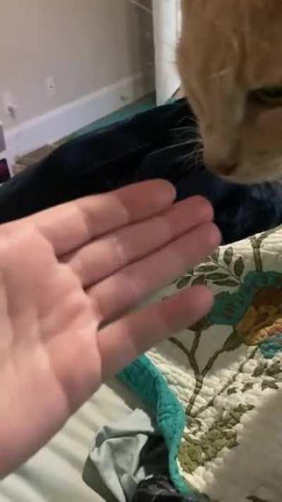 My poor dumb boy does not understand why my fingers smell like turkey, if not turkey