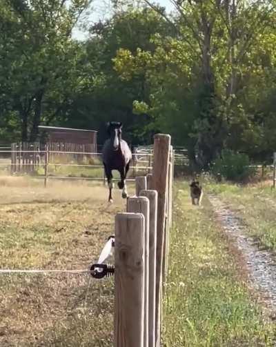 German Shepherd racing a horse😯