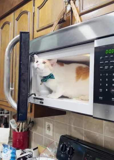 Mad I wouldn't let him stay in the microwave.