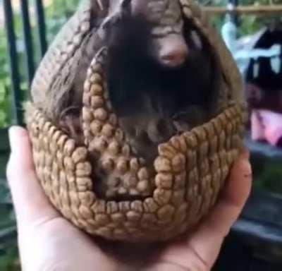 Armadillo enters defense mode!