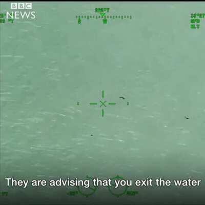 You're next to 15 Great White sharks