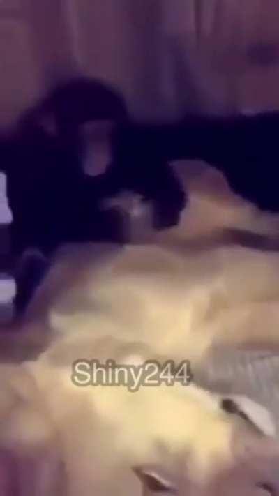 SSJ4 Gogetas active skill deals damage???