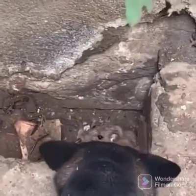 When you watch too much Warner Bros cartoons