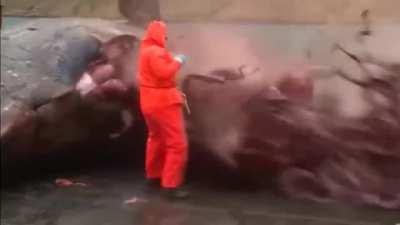Dead whale carcass explodes