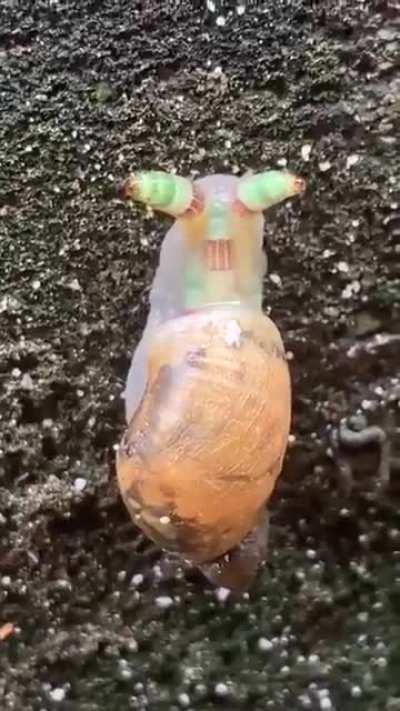 🔥A parasitic worm has turned this snail into a 