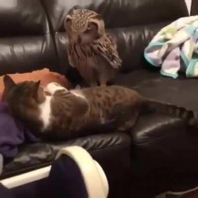 Asshole finally learns its place