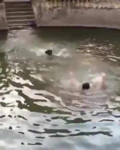 Human Pretends To Drown To See If His Dog Would Save Him
