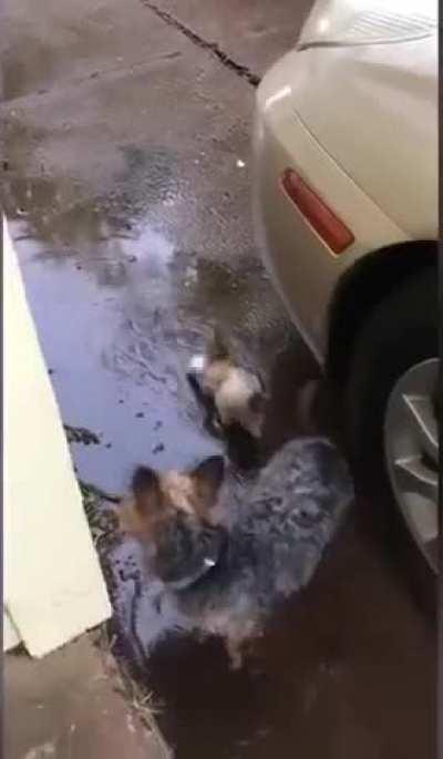 Dog saves a kitten from cold wet