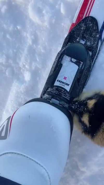 🔥 A territorial lemming inspecting a couple of cross country skiers
