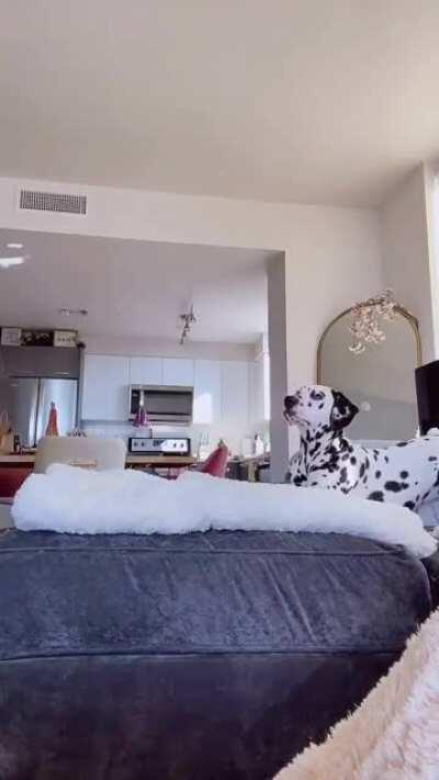 Playing w/dog in bikini from IG story